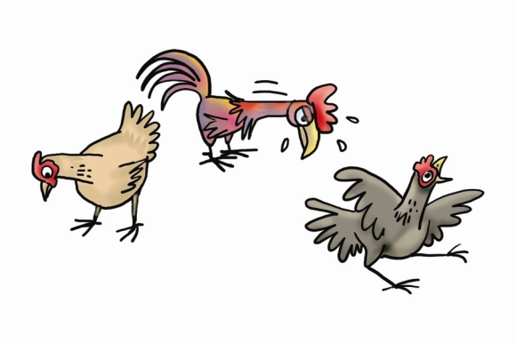 unicef-chickens